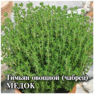 Тимьян (чабрец) Медок