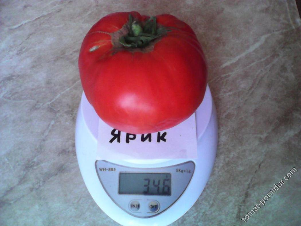Томат Ярик