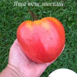 Томат Яша Югославский