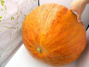Тыква Титан