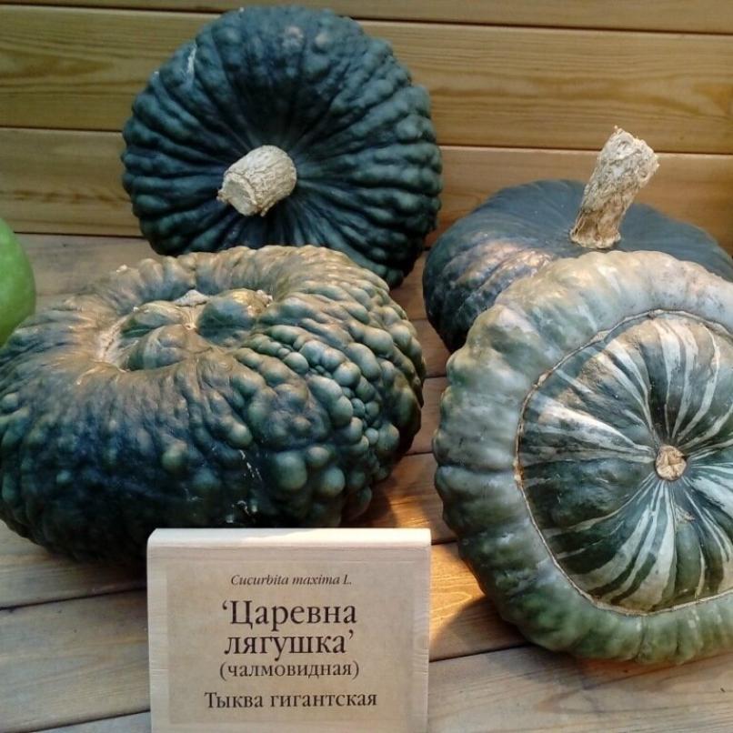 Тыква Царевна-Лягушка