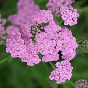 Тысячелистник Лилак Бьюти (Lilac Beauty)