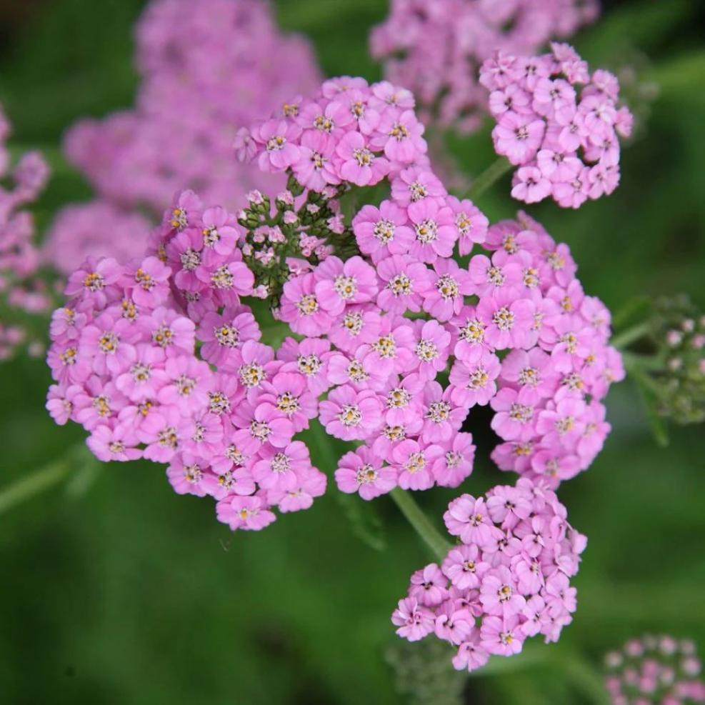 Тысячелистник Лилак Бьюти (Lilac Beauty)