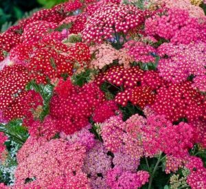 Тысячелистник Саммер Беррис (Summer Berries)