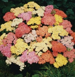 Тысячелистник Саммер пастель Микс (Summer Pastels)
