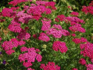 Тысячелистник Церас Квин (Cerise Queen)