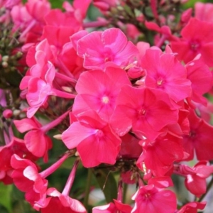 Флокс Мария Федоровна