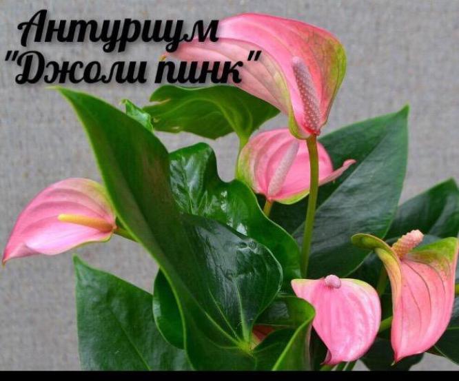 Антуриум Джоли Пинк 2