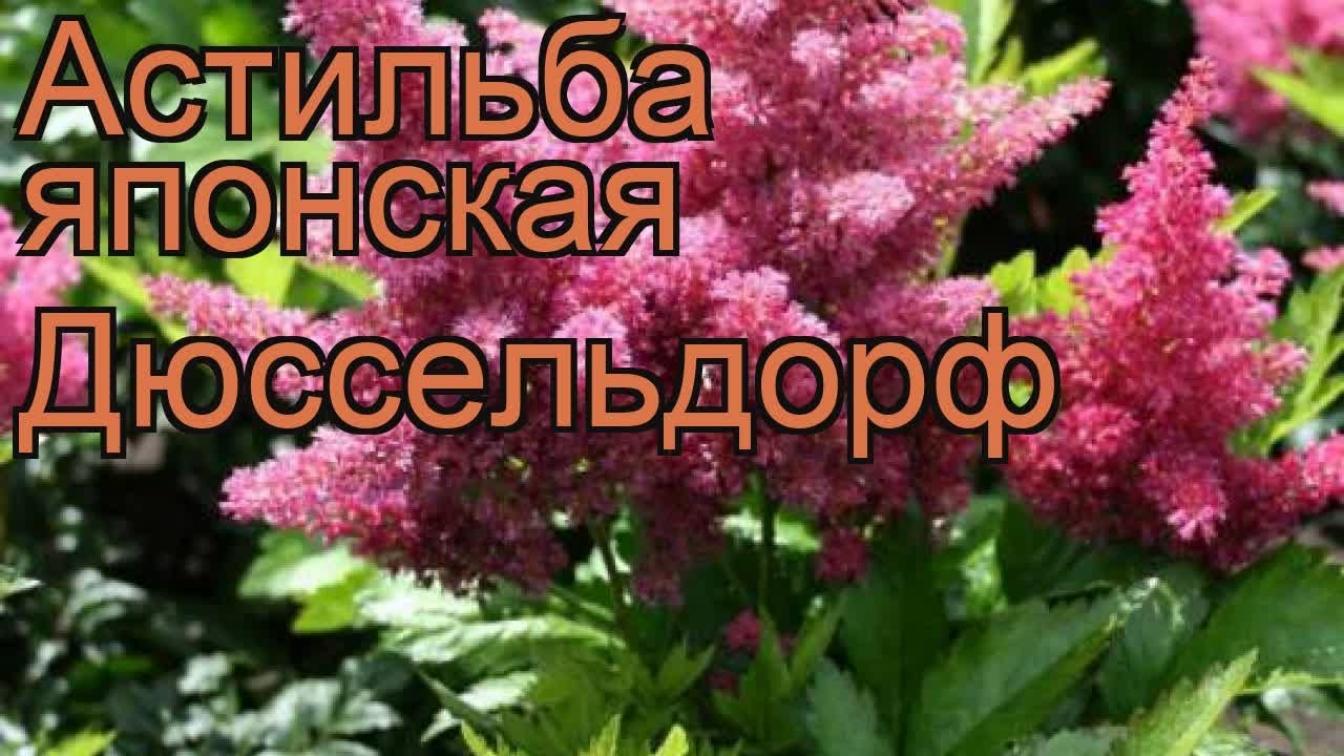 Астильба Дюссельдорф 2