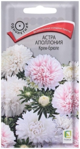 Астра Аполлония Крем-брюле