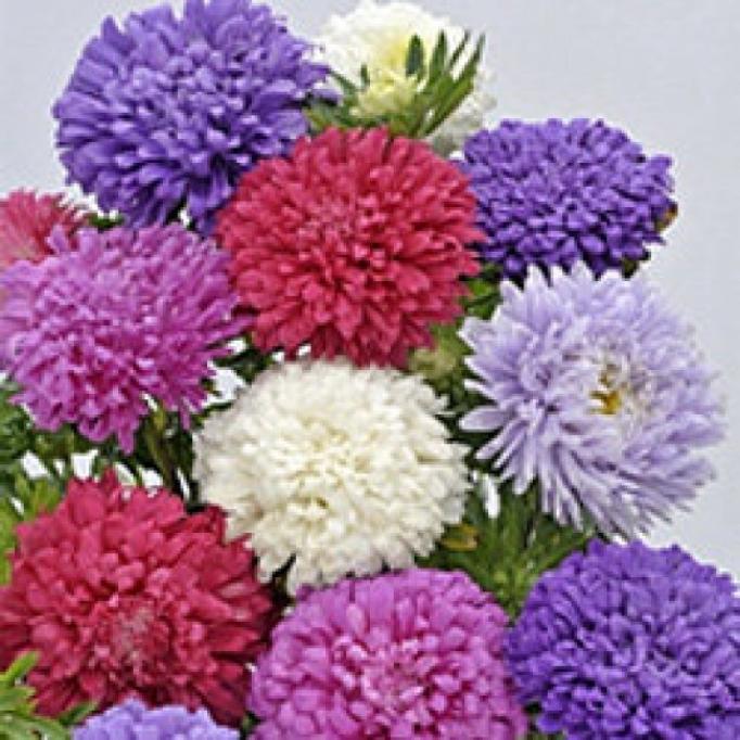 Астра Бьютифул Дэй Микс