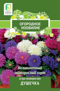 Астра Душечка