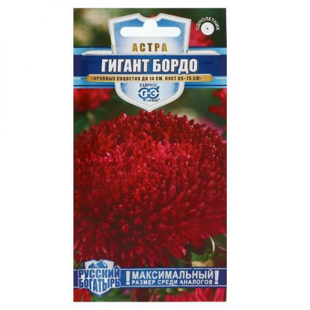 Астра Гигант бордо 2