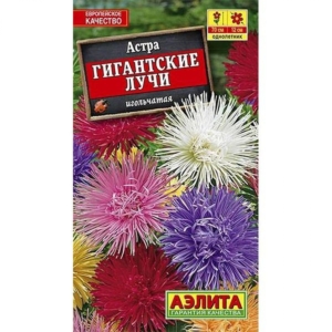 Астра Гигантские лучи (смесь окрасок)