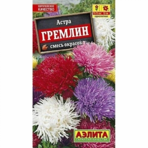 Астра Гремлин (смесь окрасок)