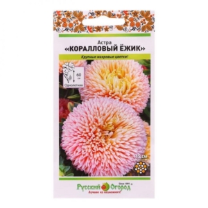 Астра Коралловый ёжик