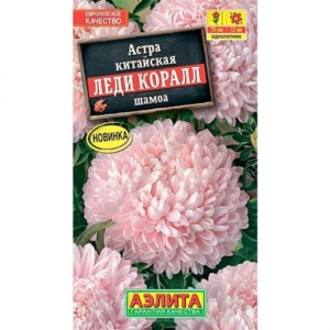 Астра Леди Коралл