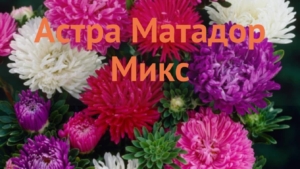 Астра Матадор Микс