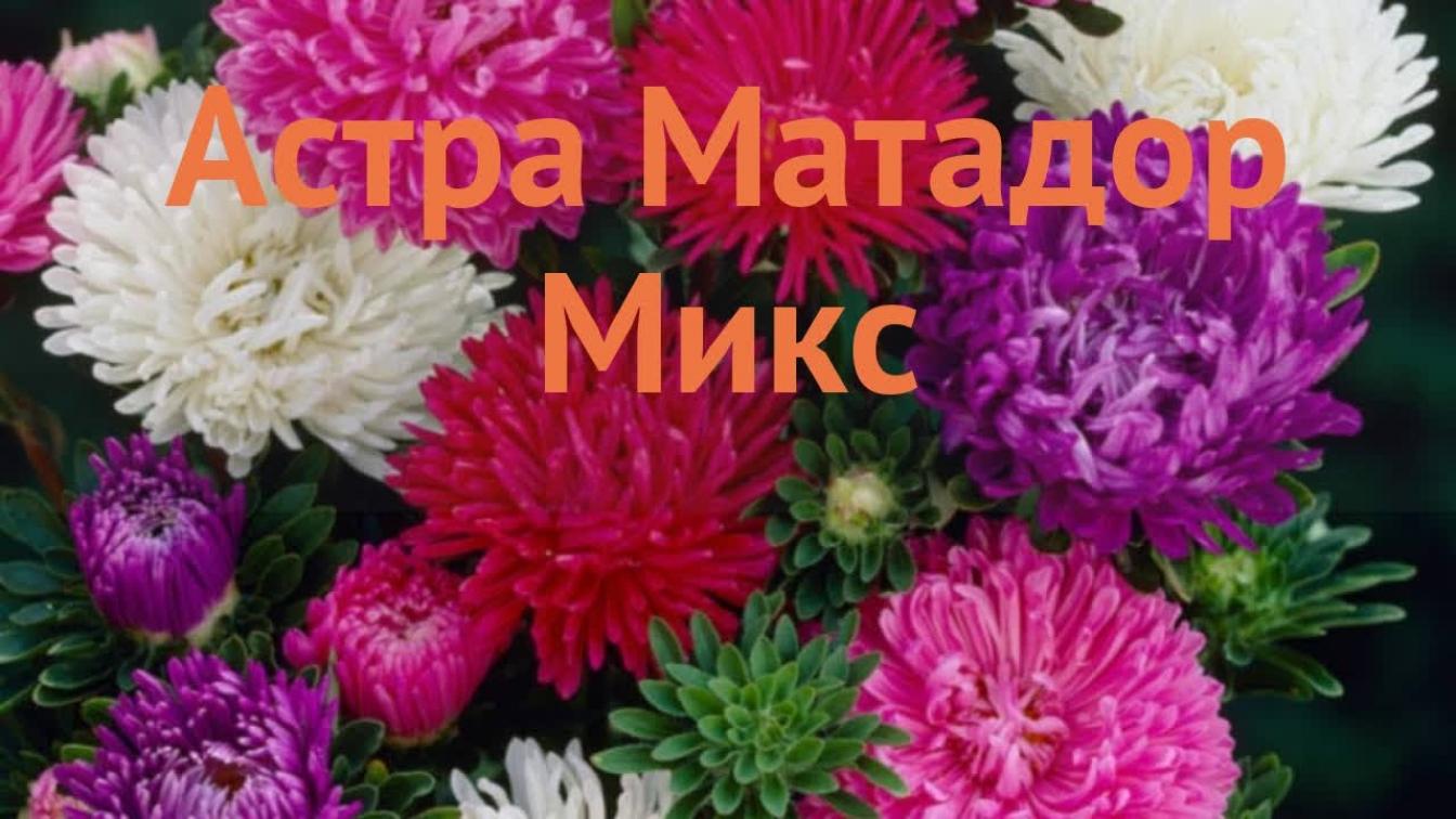 Астра Матадор Микс