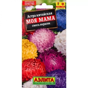 Астра Моя мама (смесь окрасок)