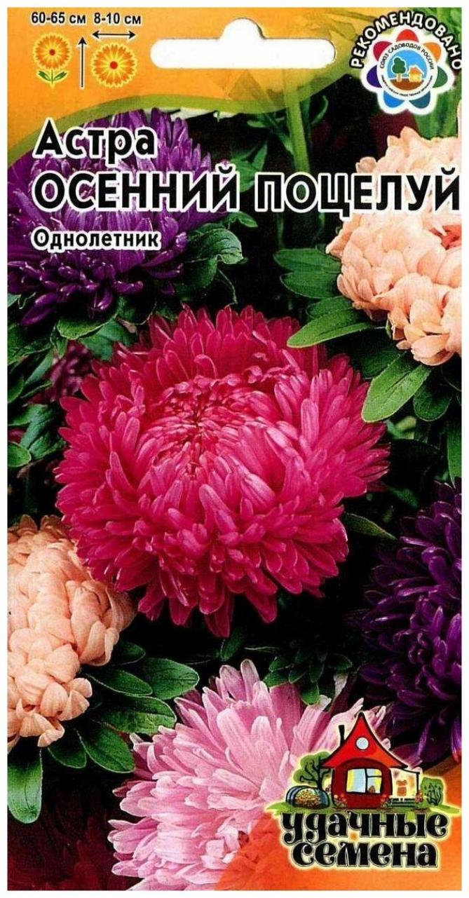 Астра Осенний поцелуй
