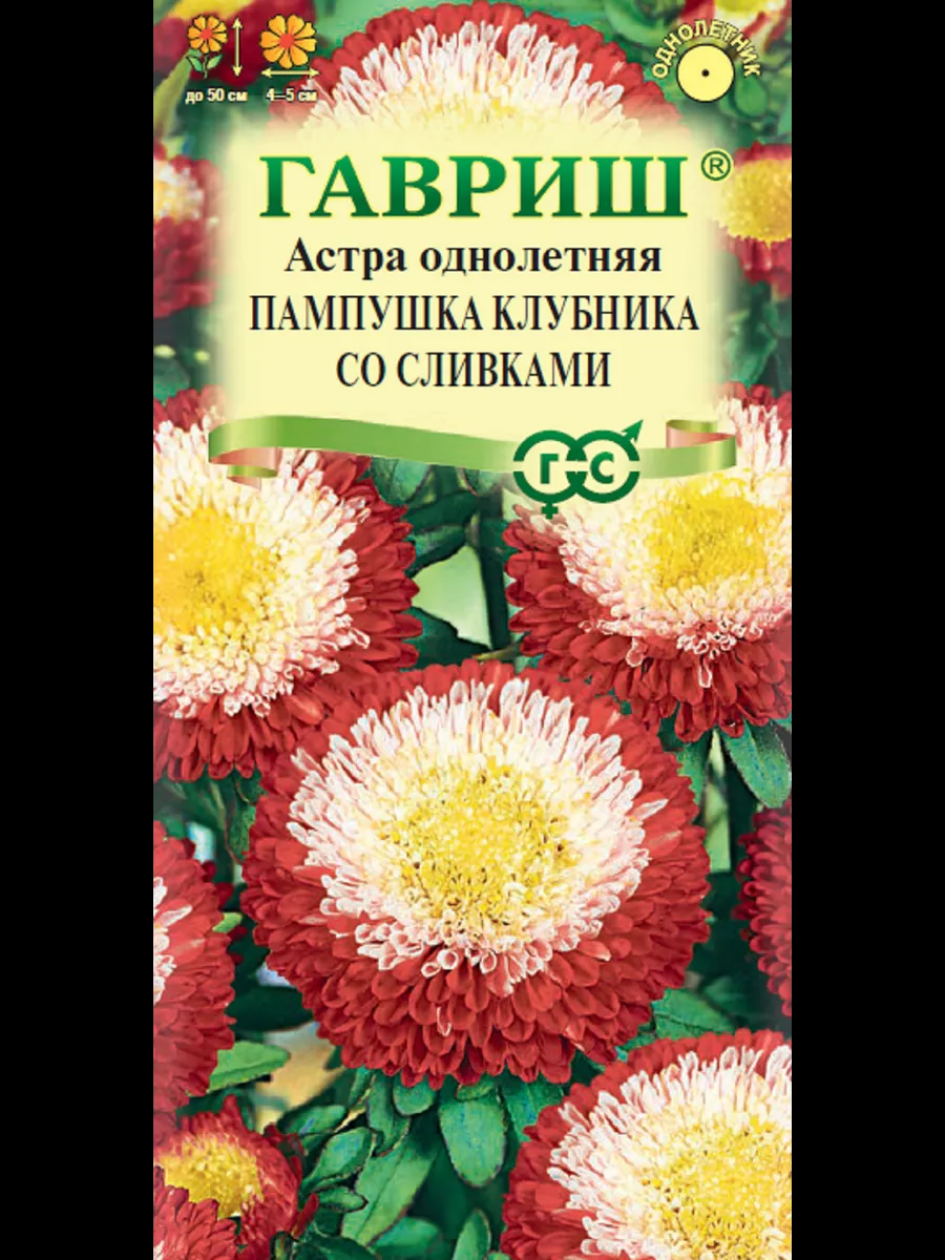 Астра Пампушка Клубника со сливками
