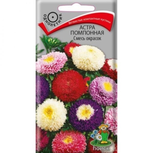 Астра Помпонная (смесь окрасок)