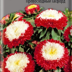Астра Превосходный Гасфорд