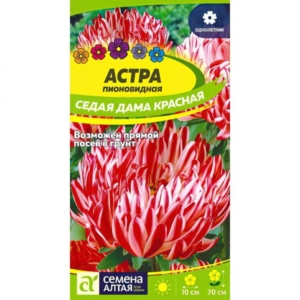 Астра Седая дама красная