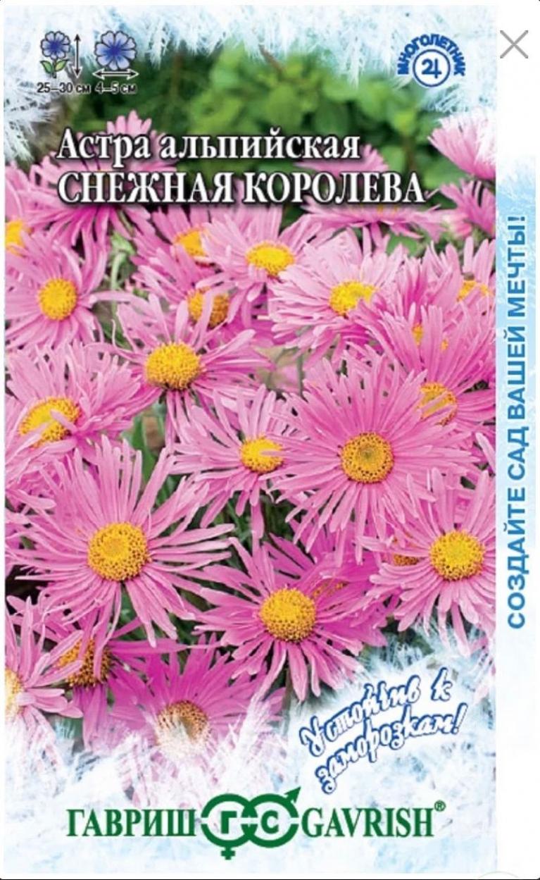 Астра Снежная Королева