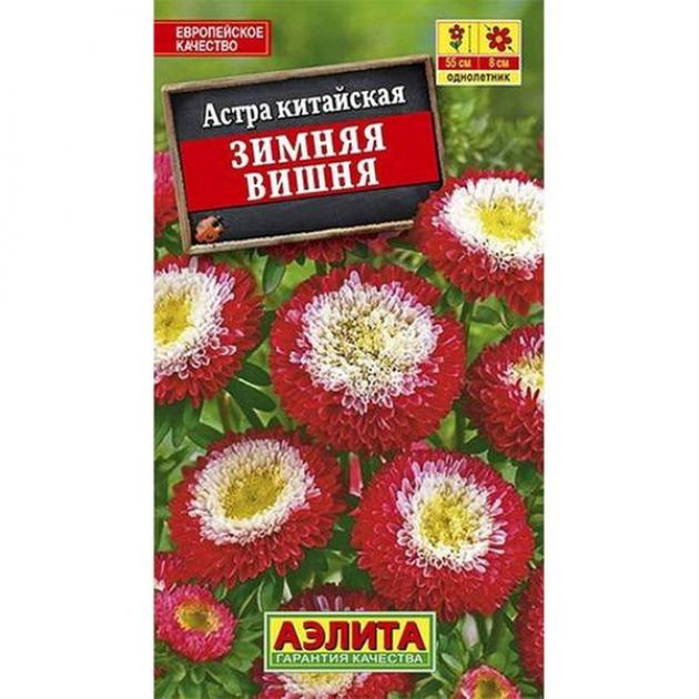 Астра Зимняя вишня