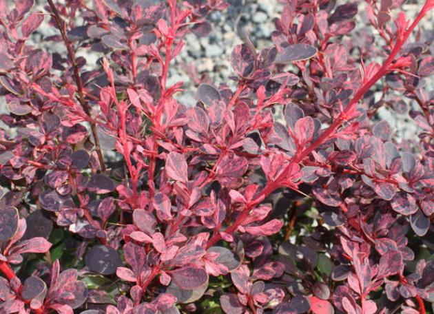 Барбарис Алекс 2