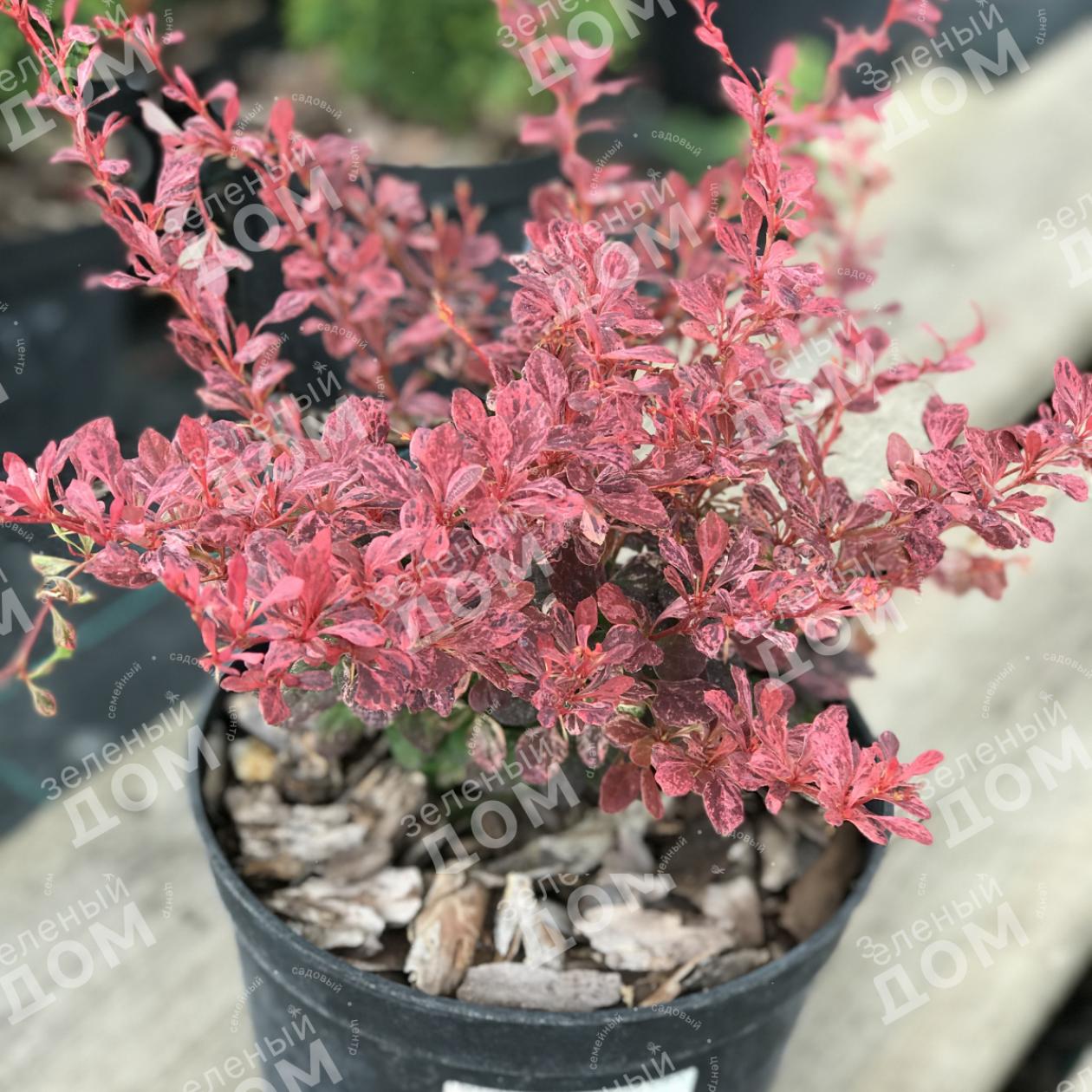 Барбарис Алекс 3