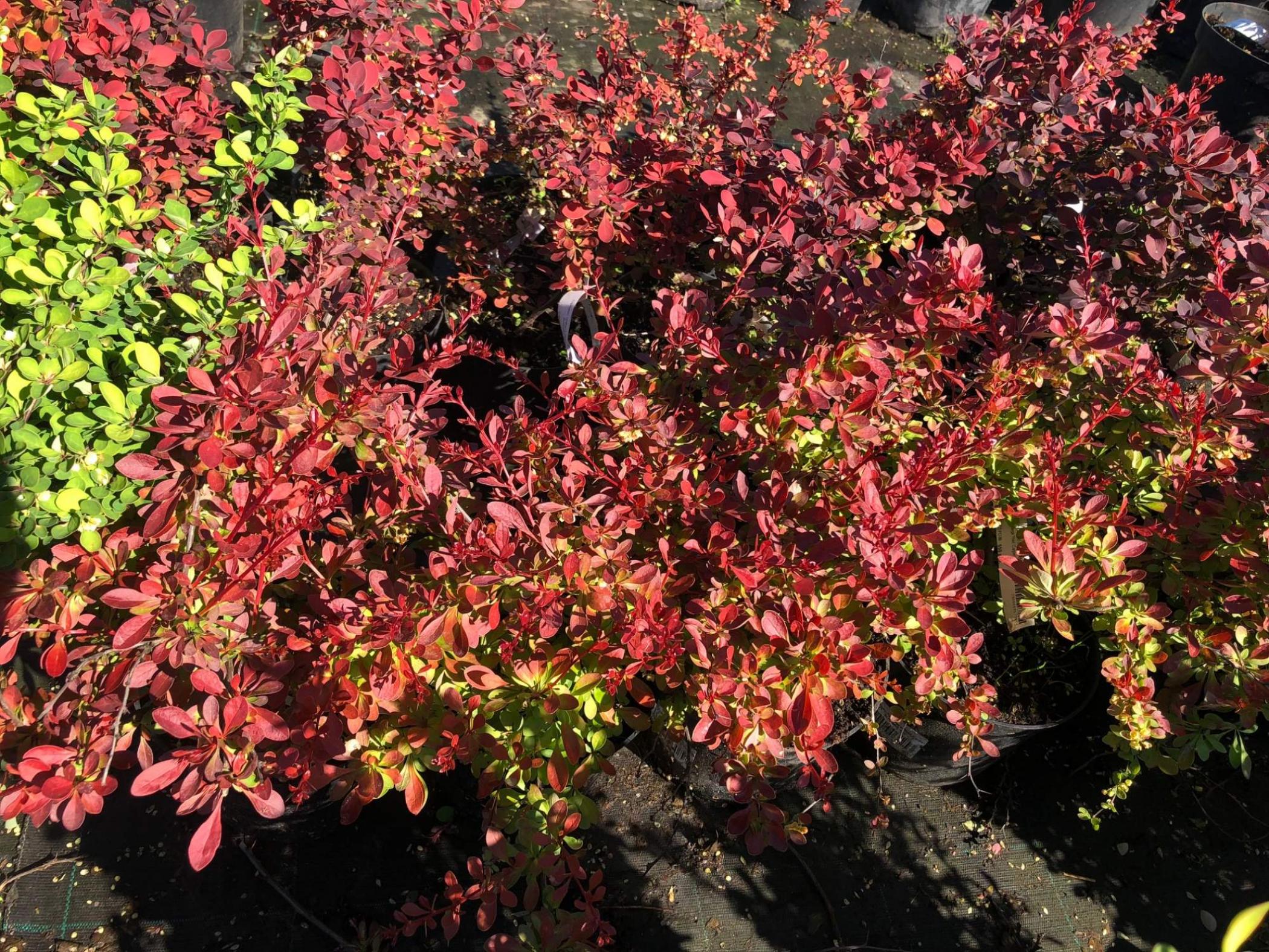 Барбарис Алекс 4