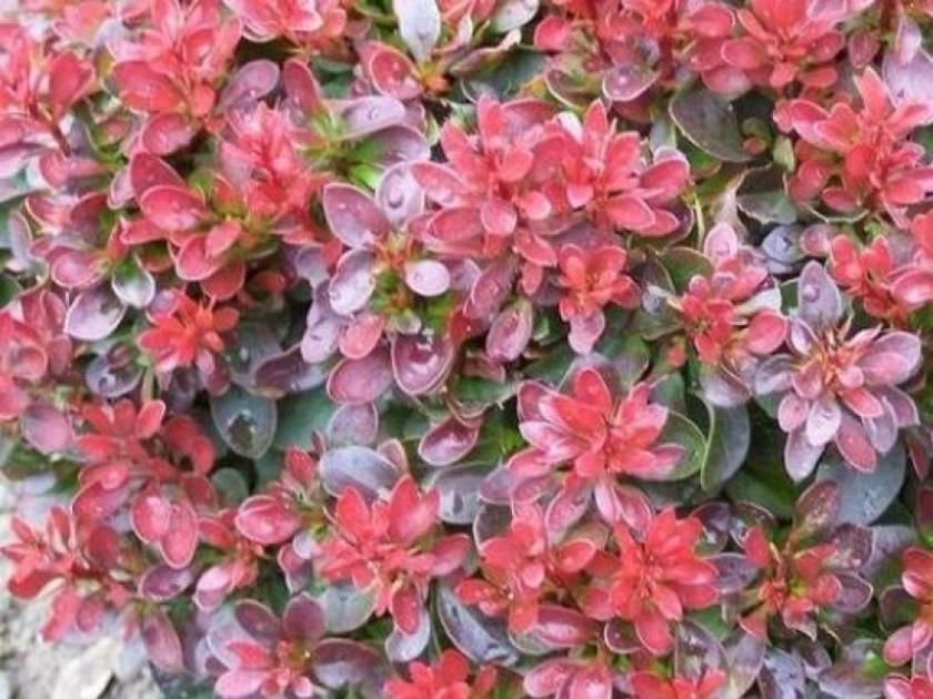 Барбарис Алекс 5