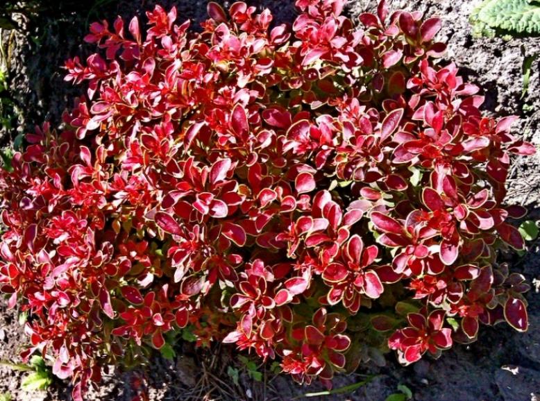 Барбарис Алекс 6