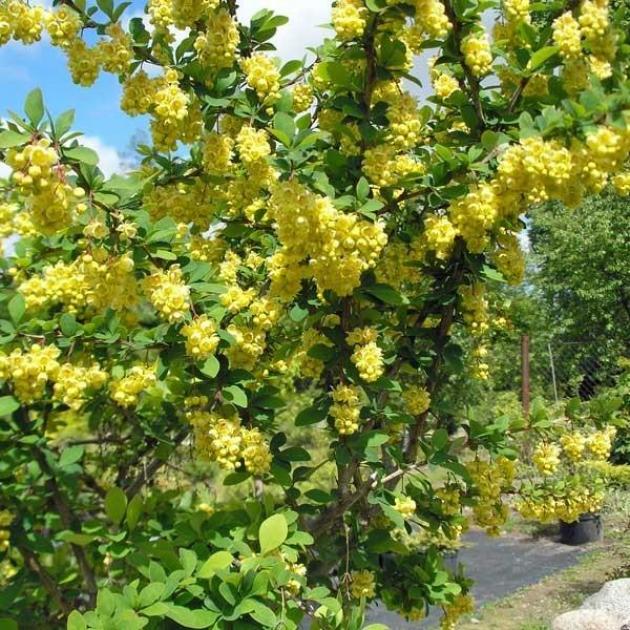 Барбарис Индиан Саммер