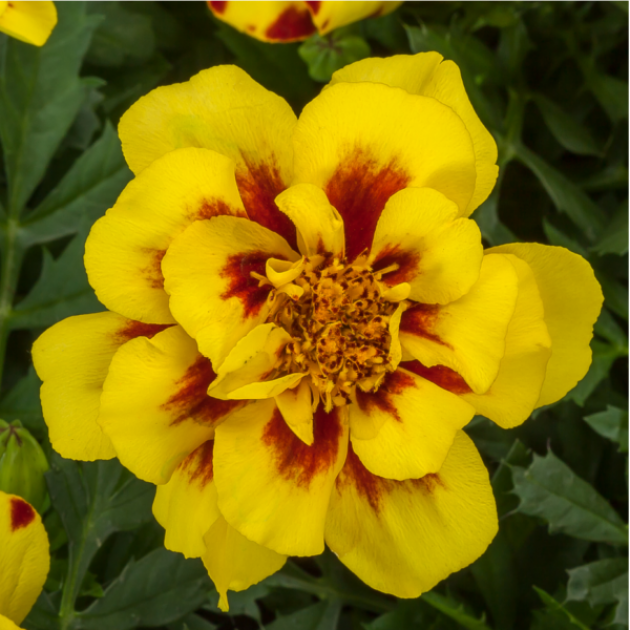 Бархатцы Алюмия Крем брюле