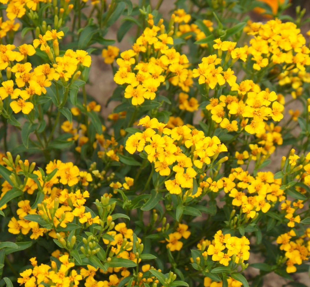 Бархатцы Анисовый аромат 3