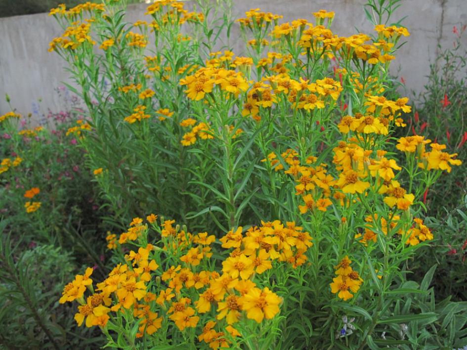 Бархатцы Анисовый аромат