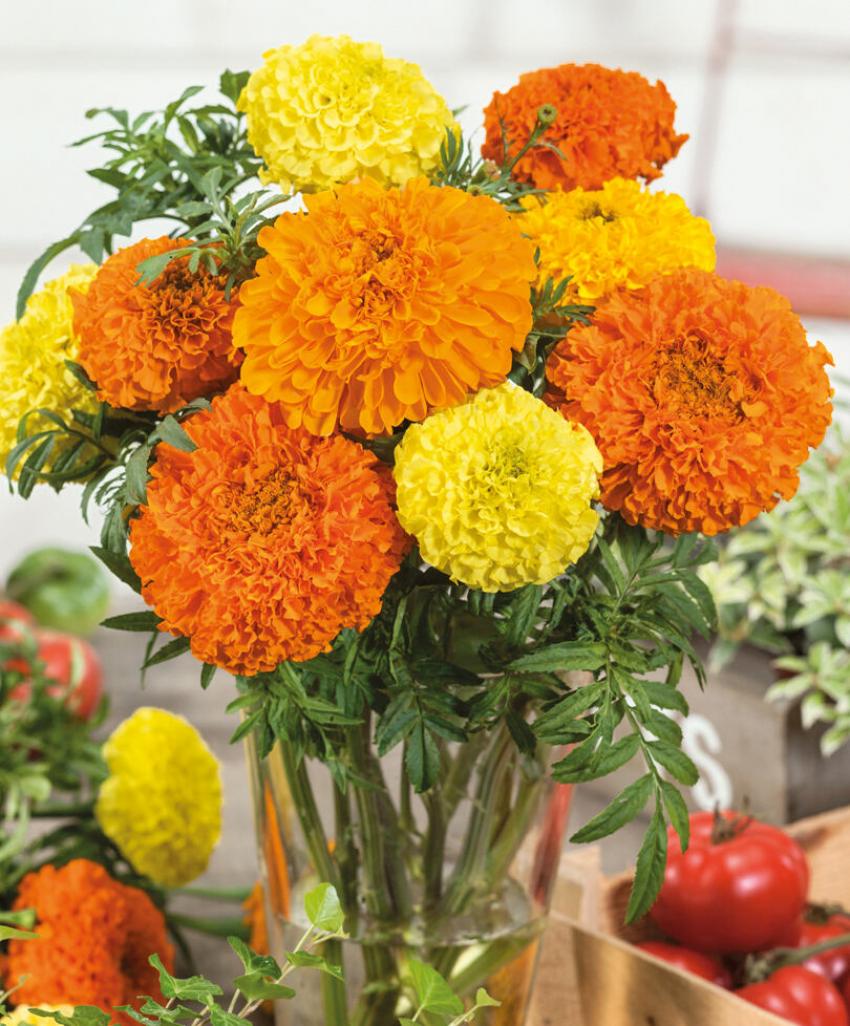 Бархатцы Антигуа Микс 2