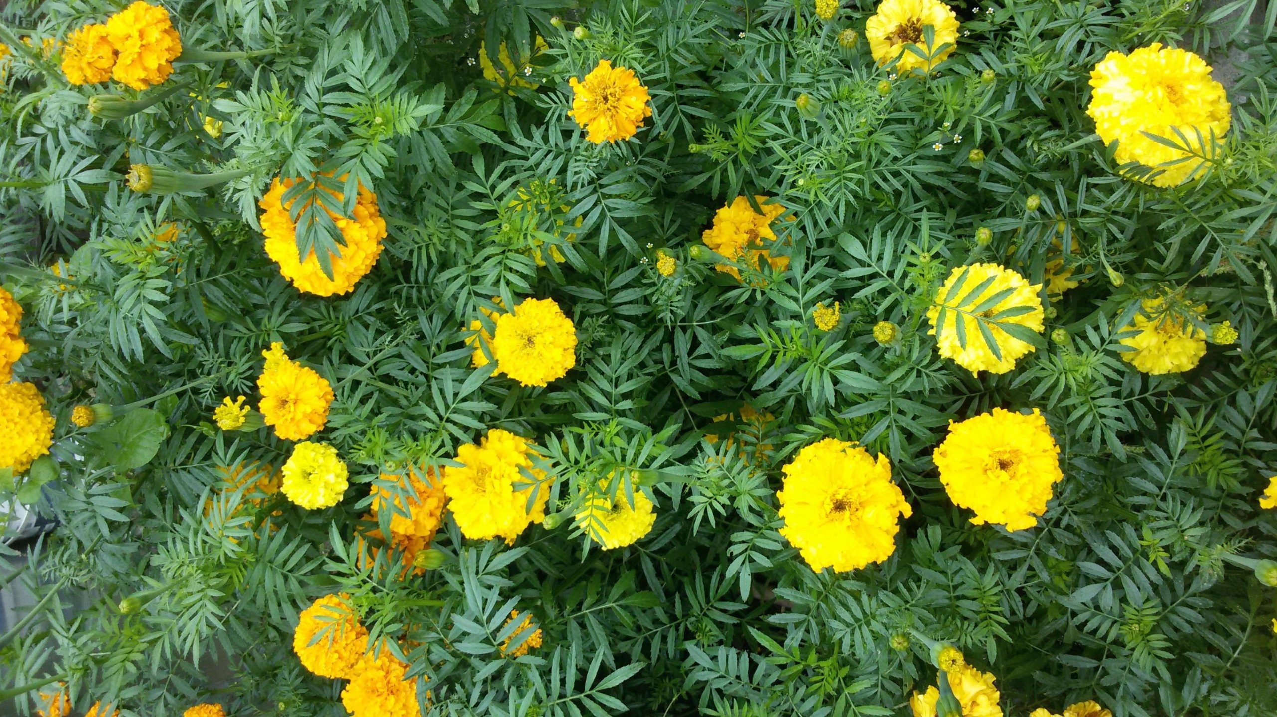 Бархатцы Ароматное кружево 2