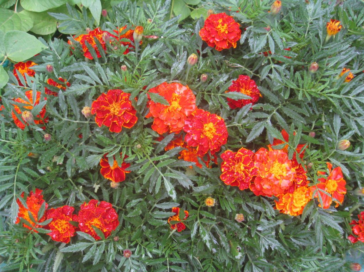 Бархатцы Аспен красный 2
