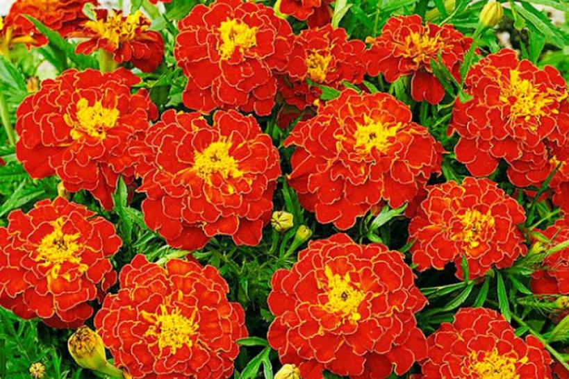 Бархатцы Аспен красный 3