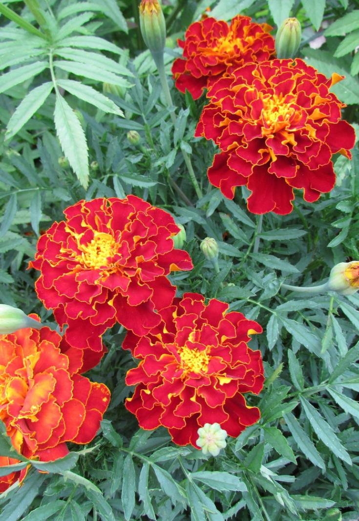 Бархатцы Аспен красный