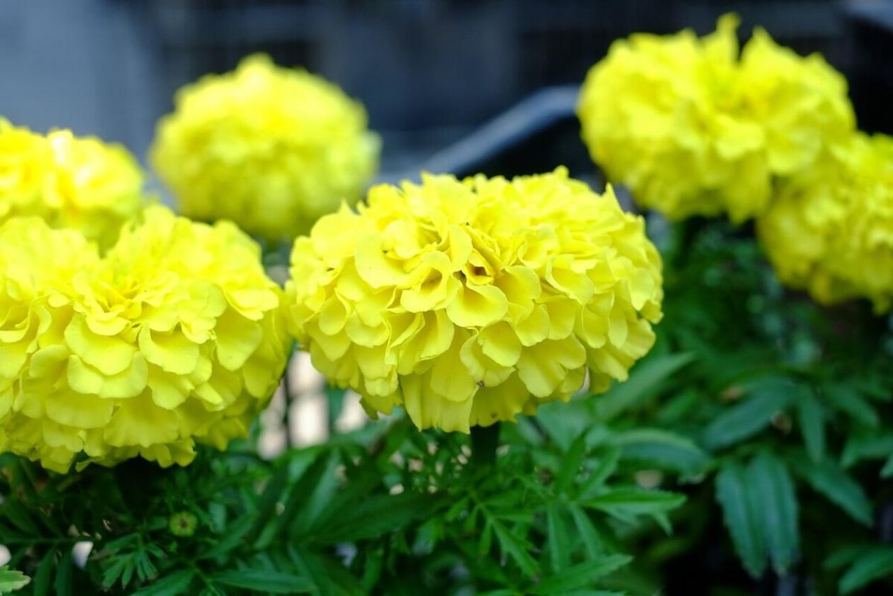 Бархатцы Ацтек Лайм-Грин F1 2