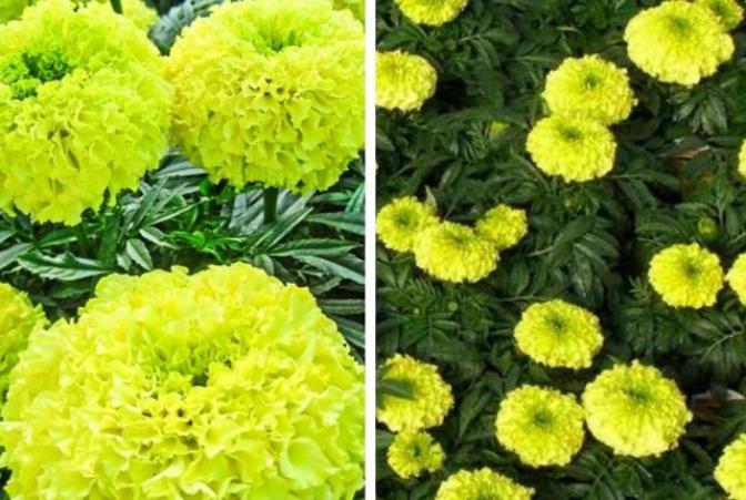 Бархатцы Ацтек Лайм-Грин F1 3