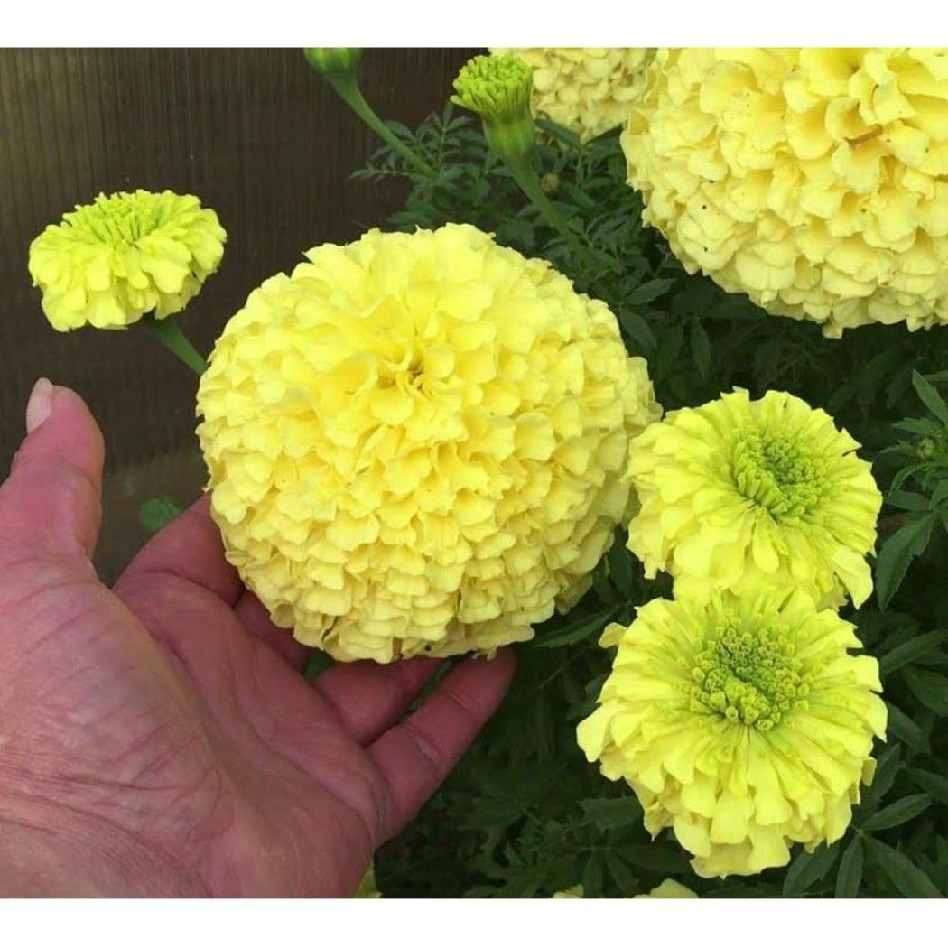 Бархатцы Ацтек Лайм-Грин F1