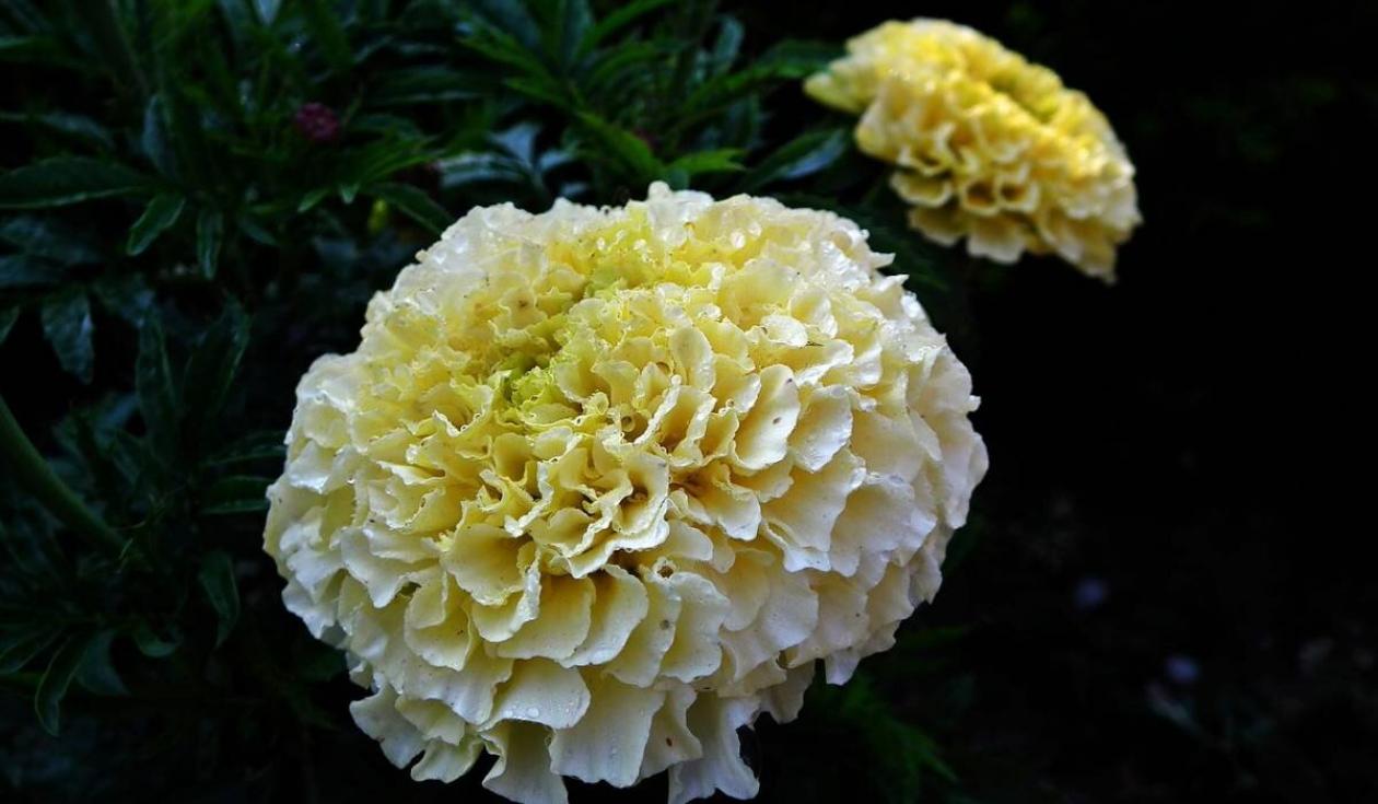 Бархатцы Белоснежка 3