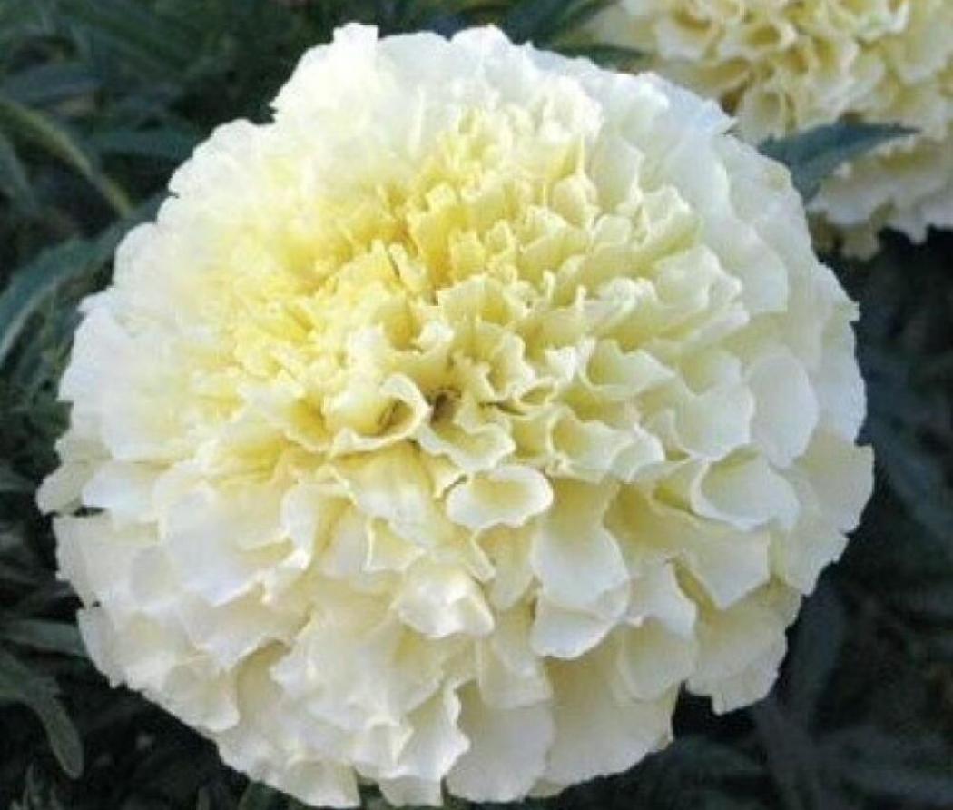 Бархатцы Белоснежка